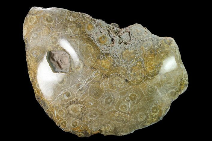 Polished Fossil Coral (Actinocyathus) Head - Morocco #157544